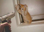 gatto
