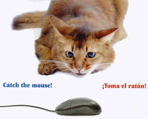 Gatto