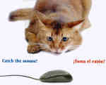 gatto
